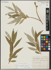 Foto von Salix alba subsp. vitellina (L.) Arcang. x Salix fragilis L.